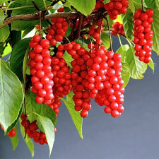Лимонник китайский