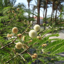 Леуцена (Мімоза білоголовчаста)