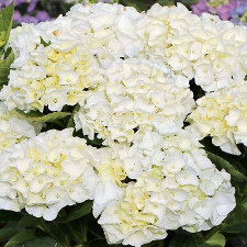 Гортензия крупнолистная Саксон Брайт Вайт, Saxon Bright White
