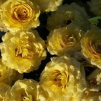 Роза миниатюрная  Апполо