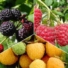 Комплект ягодных “Три Цвета Малины”