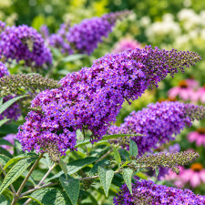 Буддлея Давида Violet Cascade
