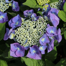 Гортензия крупнолистная Блаумайс, Blaumeise