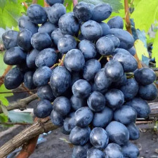 Виноград кишмиш Летний Королевский