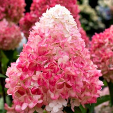 Гортензия метельчатая Ливинг Пинк энд Роуз, Living Pink & Rose