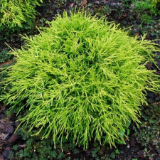 Кипарисовик Санголд