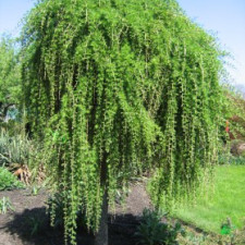 Лиственница европейская 100-160см(контейнер\ОКС)\Larix decidua