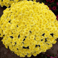 Хризантема мультифлора Branfountain Yellow (Бранфонтан еллоу)
