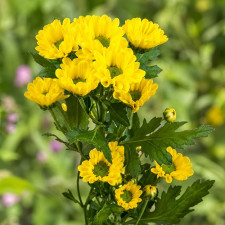 Хризантема веточная Rossi Sunny