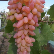 Виноград кишмиш Мечта