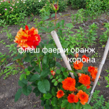 Троянда штамбова Флеш Фаєр