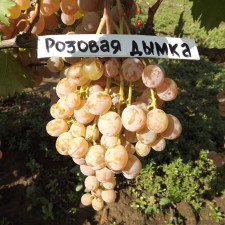 Виноград Розовая Дымка 
