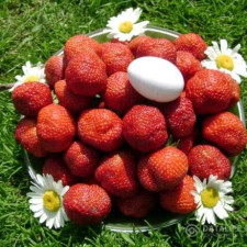 Полуниця рання Хоней