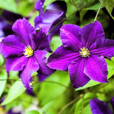 Клематис Виола/Viola