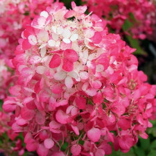 Гортензия метельчатая Пандрия, Pandria