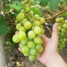 Виноград столовий Оплот