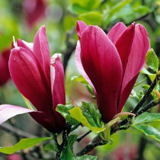 Магнолія гібридна Орхід