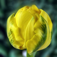 Тюльпан махровый Golden Jewel