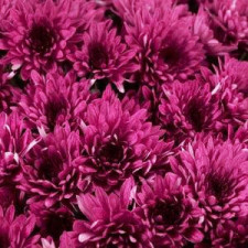 Хризантема мультифлора Avalon Purple (21)