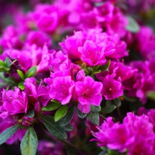 Азалия японская Гейша Пурпл, Geisha Purple