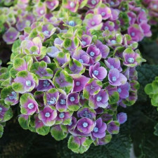  Гортензія широколиста Меджікал Аметист, Magical Amethyst