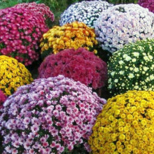 Хризантема мультифлора микс 5шт