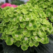  Гортензія широколиста Меджикал "Грін Клауд", Magical "Green Cloud"