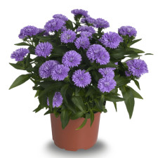 Айстра новобельгійська Showmakers "Lavender"