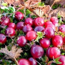 Клюква садовая Франклин