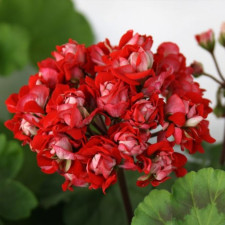 Пеларгонія розебудна Vectic Rosebud