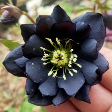Морозник восточный Double Black