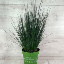 Джункус Pencil Grass