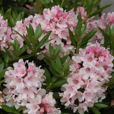 Рододендрон мелкоцветковый Блумбукс, Bloombux