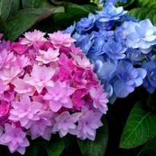  Гортензія широколиста Форевер енд Евер Дабл Пінк Блю, Forever & Ever Double Pink Blue