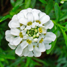 Иберис вечнозеленый Сноуфлейк, Snowflake