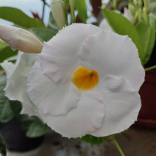 Дипладения Агат Уайт, Agate White