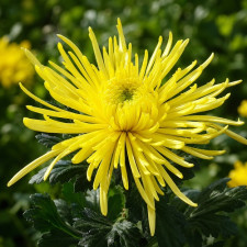 Хризантема крупноквіткова Spiro Yellow