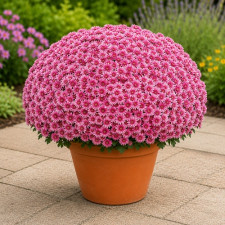 Хризантема мультифлора Sorini Pink