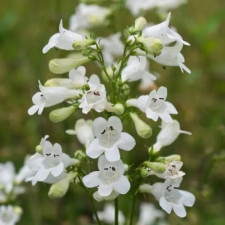 Пенстемон наперстянковий белый, Penstemon digitalis