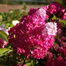 Гортензия метельчатая Ванилла Фрайз, Vanille Fraise 