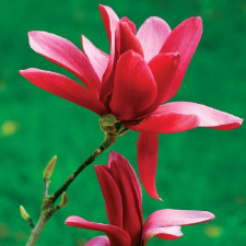 Магнолия Бургунди Стар, Burgundy Star