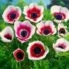 Анемон простой Bicolor