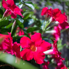 Дипладения Sundaville Early Scarlet