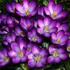 Крокус ботанічний Barr's Purple