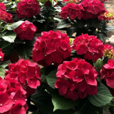 Гортензия крупнолистная Роял Ред, Royal Red