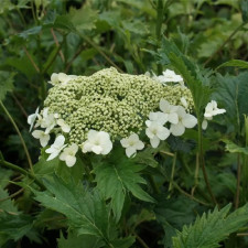 Гортензия древовидная Эмеральд Лейс, Emerald Lace