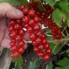 Смородина красная Натали