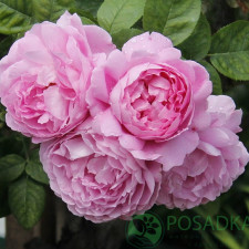Роза английская Мэри Роуз