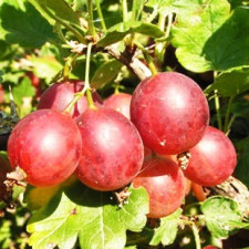 Крыжовник Розовый Кулон