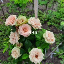 Троянда штамбова Яна
